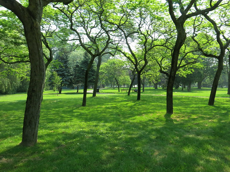 A pathway of trees on Toronto Island.
