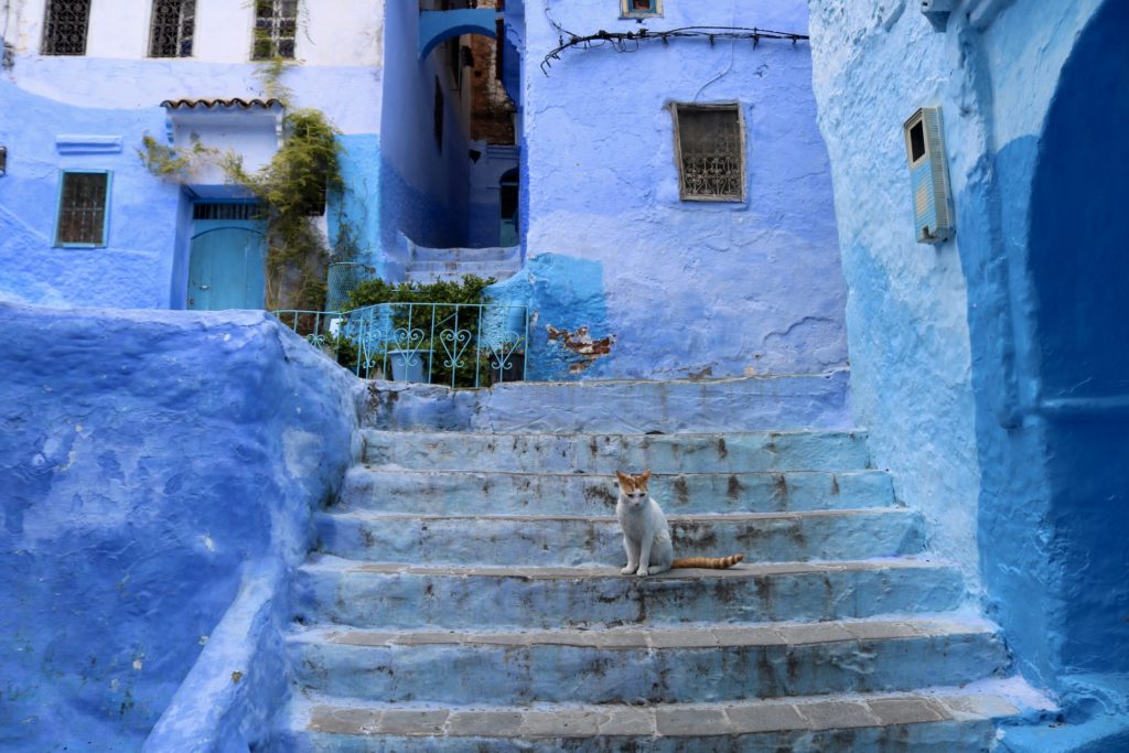 Cat in Chefchaouen Morocco