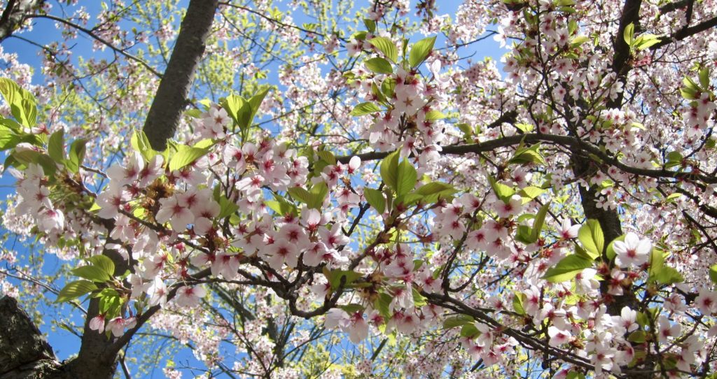Close up of Sakura in bloom at High Park Toronto.