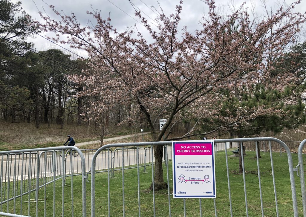 Fences around the cherry blossoms  trees in High Park in April 2021.