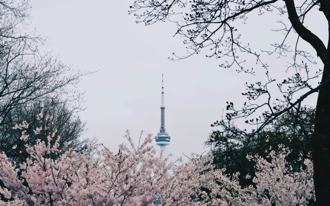 How to see cherry blossoms in Toronto in 2021