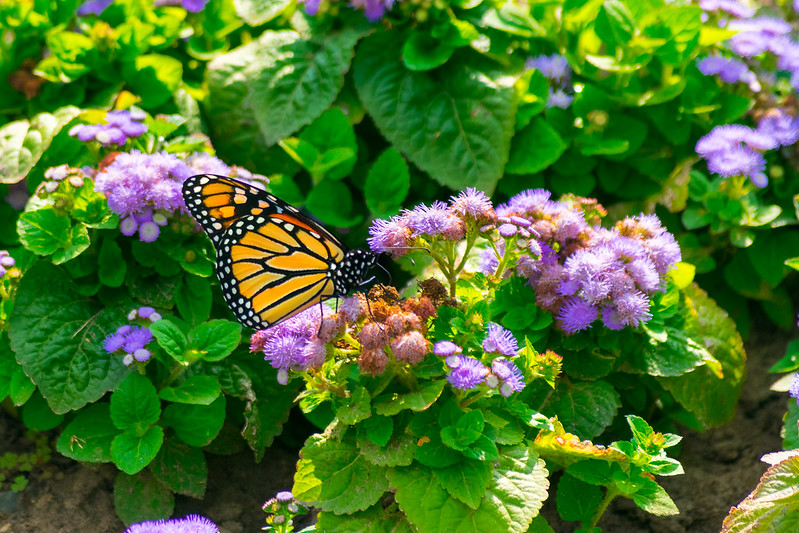 Butterfly on flowers at Toronto botanical gardens.